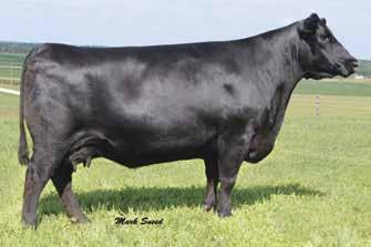 Spring Pairs Sitz Game Day 275Z / A daughter of this Riverbend Ranch herd sire sells as Lot 60.