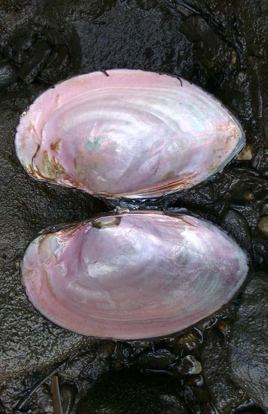 Freshwater Mussels and the