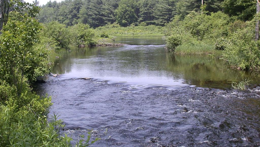 One of the brook floater sites in the West Branch in Massachusetts.