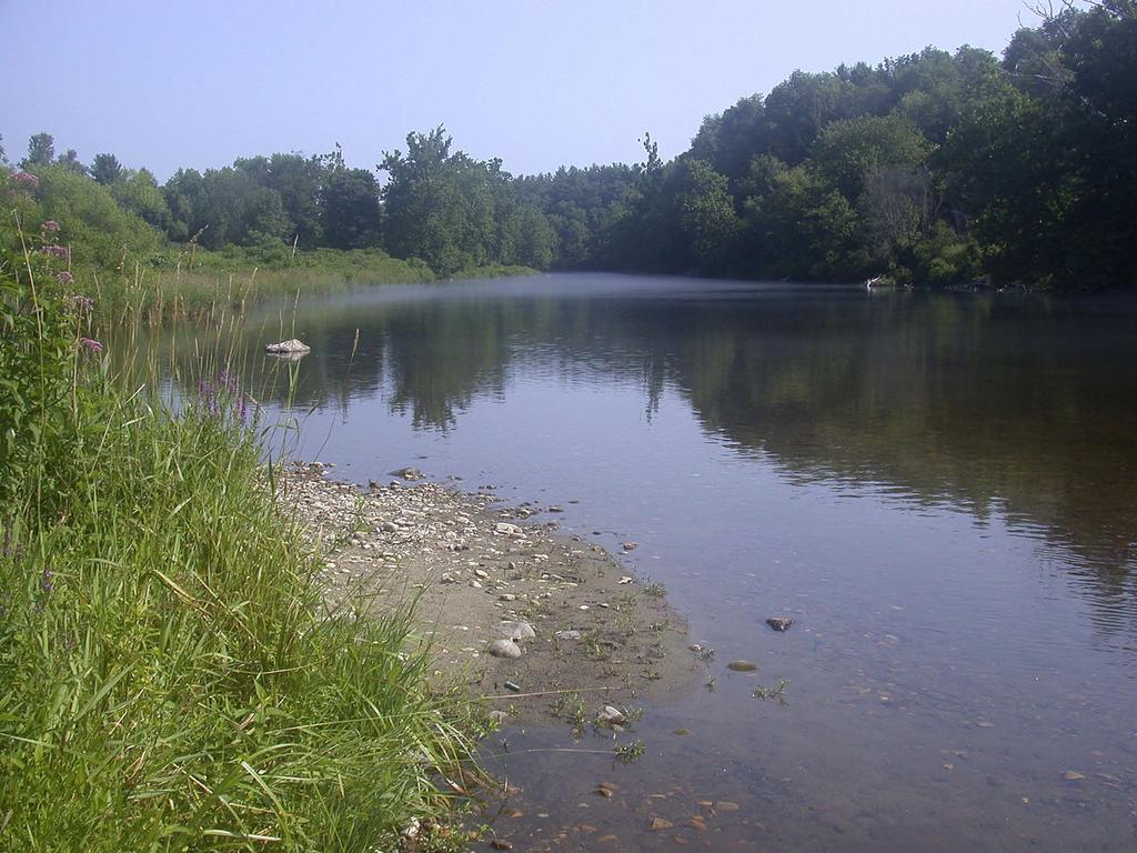 The West Branch at site CT-13. A sizeable population of eastern pearlshell existed at the downstream end of this large pool and near the tip of an island.