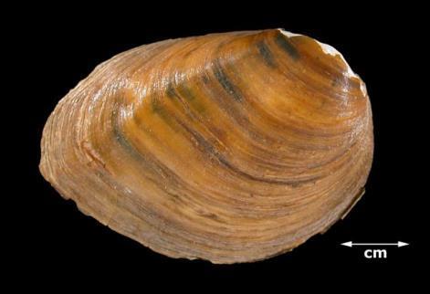 CLUBSHELL Pleurobema clava (Lamarck, 1819). Other vernacular name(s): Northern Club Shell, Ohio Club Shell, Ohio River Club Shell, Common Club Shell. State Endangered, Federally Endangered.