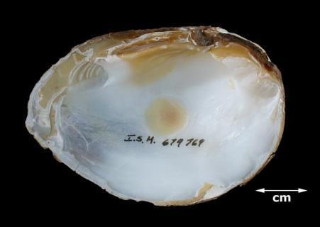 Umbos located very anterior of the shell; 4. Periostracum yellowish, with green blotches or rays; 5. Nacre always white. May be confused with: Maybe Ptychobranchus fasciolaris? P. clava is a distinctly swollen shell near the umbos and becoming tapered at the posterior.