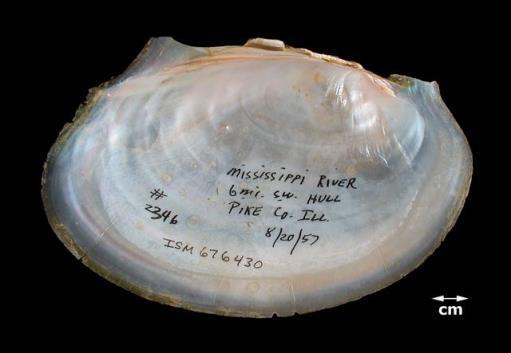 Thin, fragile shell (shell noticeably thinner than P. alatus) May be confused with: Potamilus alatus, Leptodea fragilis, and Lasmigona complanata.