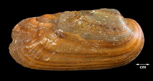 RABBITSFOOT Theliderma cylindrica (Say, 1817). Other vernacular name(s): Cob Shell. State Endangered, Federally Threatened. (S1S2, G3G4). Image (credit, K.
