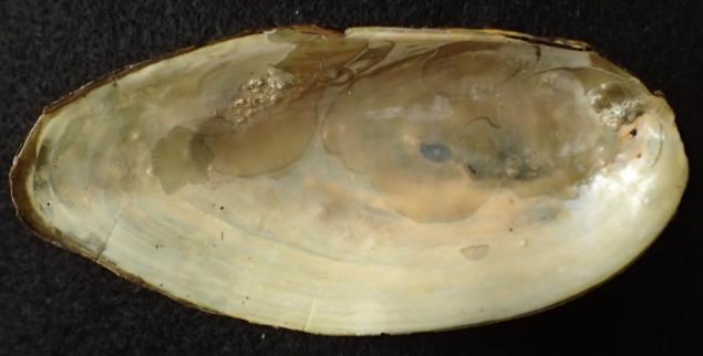 Shell thin posteriorly, but becoming thicker anteriorly, particularly below the pallial line; 2. Beak sculpture is double-looped in concentric bands; 3. Pink, purplish, or coppery nacre.