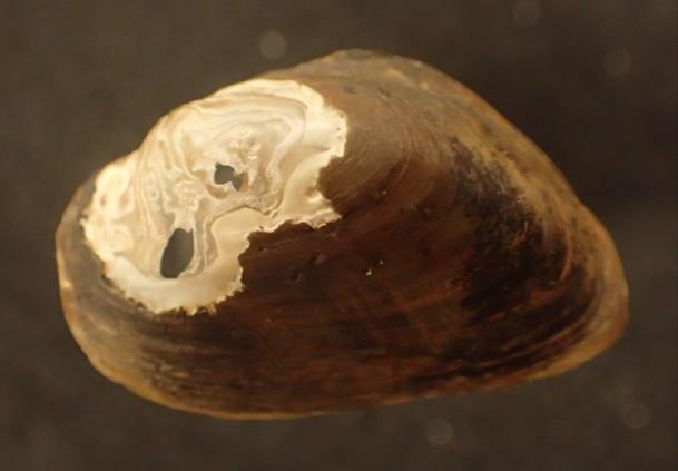 Some specimens have heavy erosion migrating from the umbo and across the shell; 5.