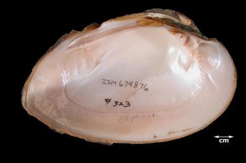May be confused with: Younger specimens may resemble E. dilatata, E. crassidens has a much heavier shell, even at similar sizes as E. dilatata. Etymology - ellipse with solid, thick tooth (from Watters et al.