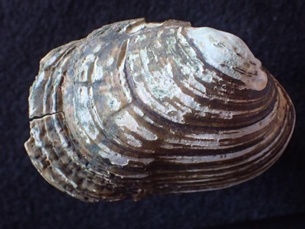 Small, moderately thick shell, progressively thinner towards the posterior ventral margin, especially in females; 2. Females with a distinct lobed posterior/ventral margin; 3.