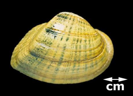 SNUFFBOX Epioblasma triquetra (Rafinesque, 1820). Other vernacular name(s): Northern Arc Shell. State Endangered, Federally Endangered. (S2, G3). Image (credit, R.