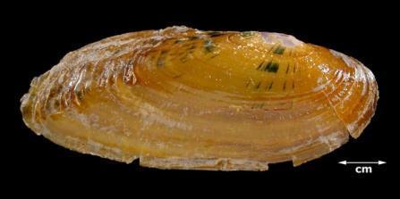 CRACKING PEARLYMUSSEL Hemistena lata (Rafinesque, 1820). Other vernacular name(s): Painted Papershell, Fragile Painted Shell. Federally Endangered. (SX, G1). Image (credit, K.