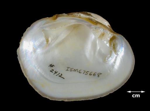 When shell is well-developed, easily recognized by the extremely heavy shell, may be the heaviest shell in the Ohio drainage (per Ortmann); 2. Females distinctly truncated; 3.
