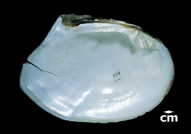 Shell large, stout, but rather thin when young; 2. Very distinct posterior wing; 3. Wing may be ornamented with irregular ridges running towards the posterior margin; 4.