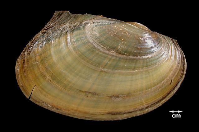 FRAGILE PAPERSHELL Leptodea fragilis (Rafinesque, 1820). (S2S3, G5). Image (credit, K. Little): Illinois State Museum, ISM# 676254 (external and internal) Defining characteristic(s): 1.