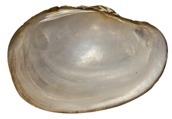 Lives in coastal ponds and tidal waters of the lower Delaware River. May be confused with: L. cariosa. L. ochracea has thinner shell and thinner teeth vs. L. cariosa. L. cariosa does not have rays and L.