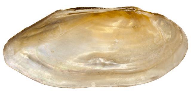 Fortunately the range of Pennsylvania range of these two species does not overlap. L. nasuta s heavy, often inflated shell with a hooked, posterior nose distinguishes this species.