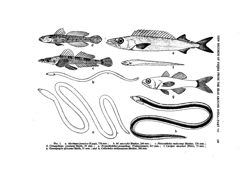 21 I O 11 H s CO i 2: > > Fio. 1. a. Moringuajavanica (Kaup), 770 mm.; b. Af. m/ctoca»> Bleeker, 244 mm.; c. Platycephalus matayanus Bleeker, 134 mm.; d.