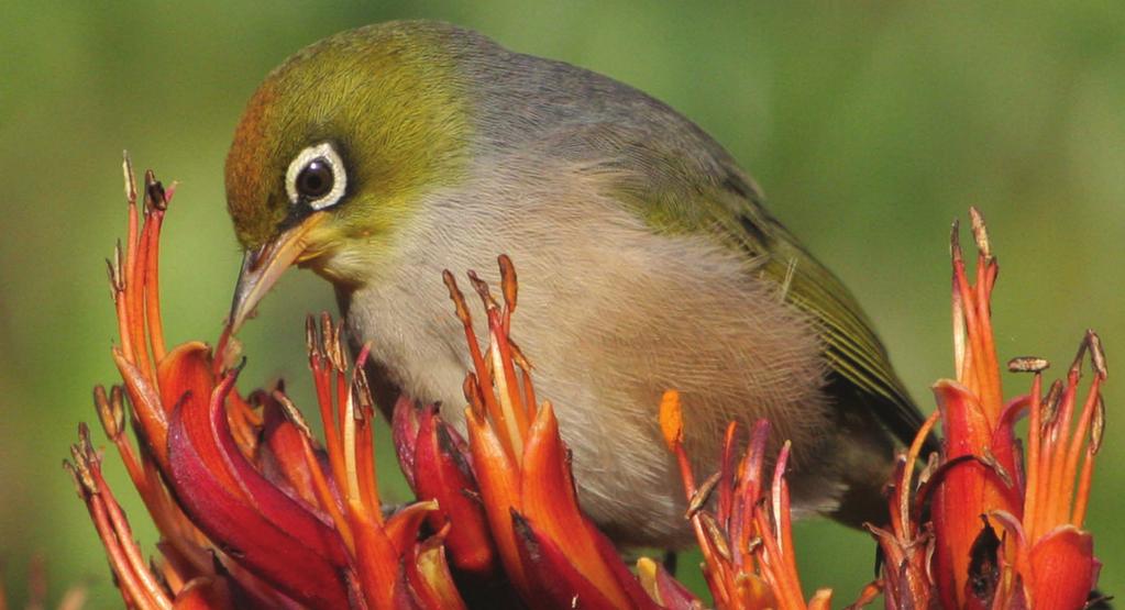 Invasive rats and mice have been responsible for the extinction of five bird species on Lord Howe Island.