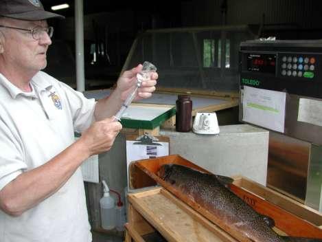 Salmon are given a vaccination, against