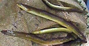 perch American eel*
