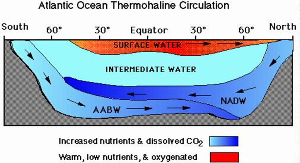 Deep Water Currents Water at the equator warms up from the sun and thus