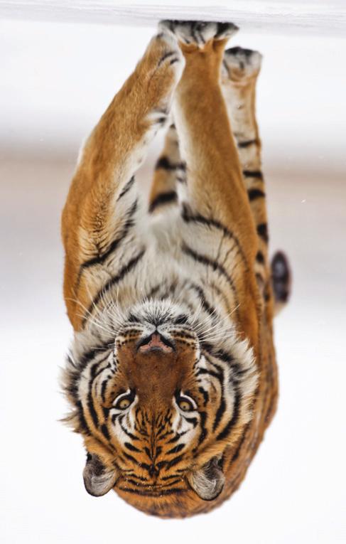 Tiger (Panthera tigris): Tigers are the largest feline in the world and the most powerful of all the big cat species. Despite their size, they are extremely fast and silent hunters.