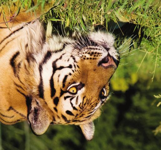 Suggested Websites Tiger Information and Conservation: tigers-world.