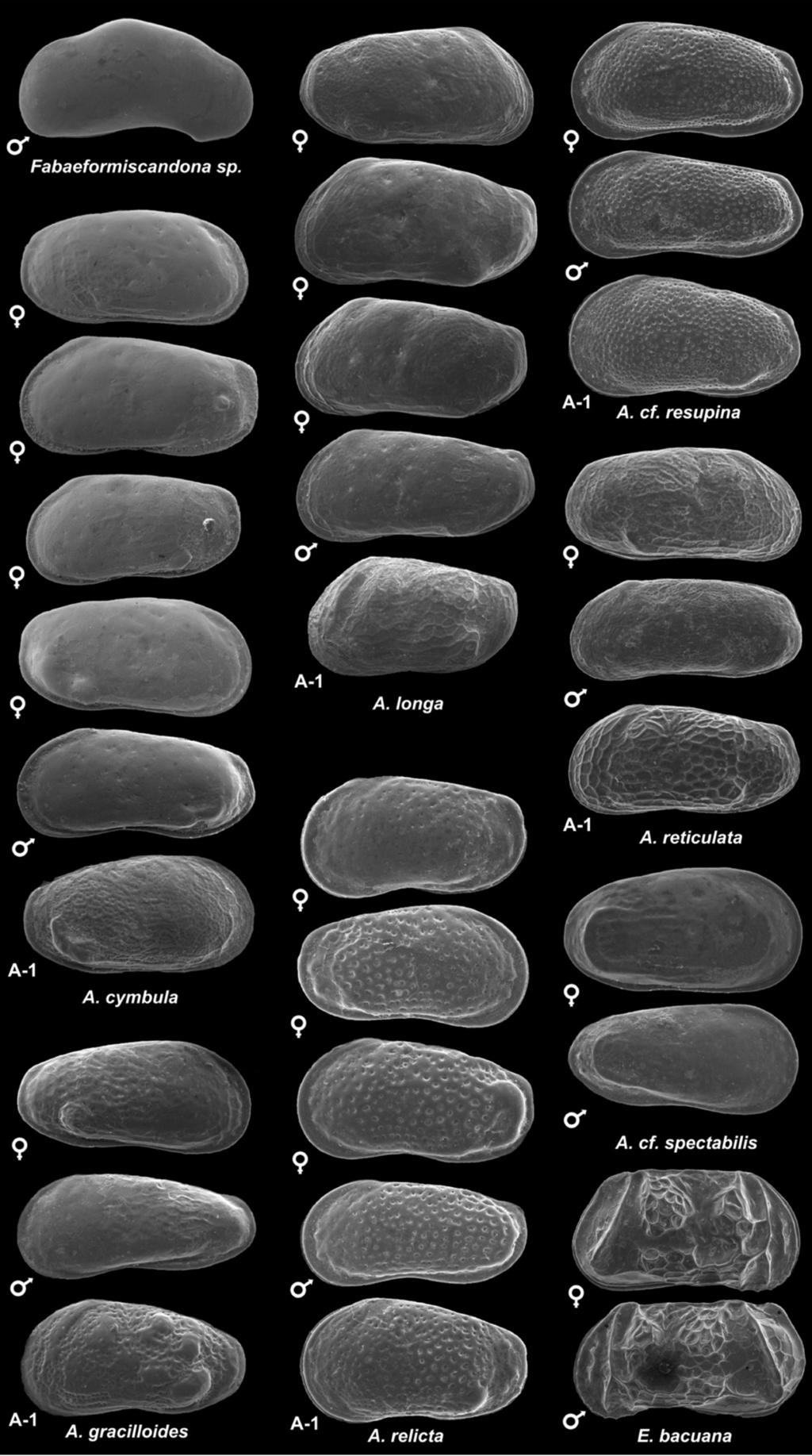 Fig. 1: Ostracods of the