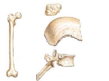 Shapes of bones: