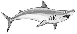 Dogfish Shark Dissection Name Date Period Fun Facts: Materials: The teeth of sharks are modified scales embedded in the skin of its mouth Sharks have pits on their face used to detect electric fields