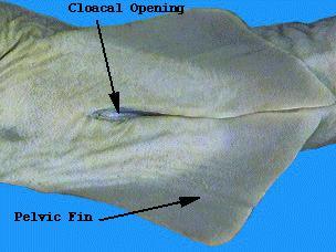 14. Make a sketch of your shark s ventral side and label it "Ventral View". Draw and label the pectoral and pelvic fins. What purpose do these fins serve the shark? 15. Locate the shark s mouth.