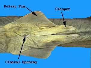 The nares or external nostrils are located on the underside (ventral surface) of the rostrum anterior to the jaws. Label them on your sketch.
