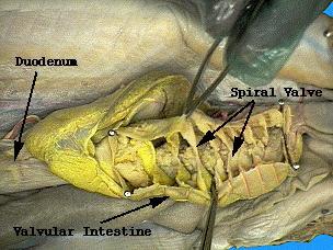 27. The duodenum is a short "U"-shaped portion of the small intestine that connects the stomach to the intestine. The bile duct from the gall bladder enters the duodenum.