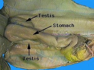 31. Remove the liver pancreas, and spleen in order to reveal the urogenital structures: gonads (testes or ovaries) and kidneys. Label these organs on your shark diagram. Male Female 32.