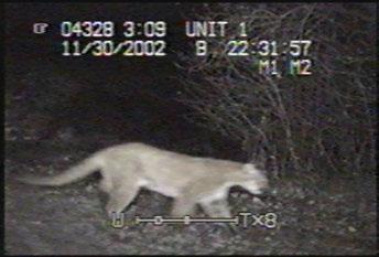 During Aug 2003 - present: >100 cougar
