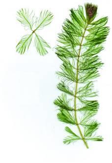 TARGET SPECIES: Eurasian Watermilfoil (Myriophyllum spicatum) Native Range/ Introduction Eurasia/ Accidental Ecological Threat: - Grows monocultural stands that outcompete native plant species -