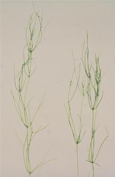 WATCH/PREVENTION SPECIES: Starry Stonewort (Nitellopsis obtusa L.