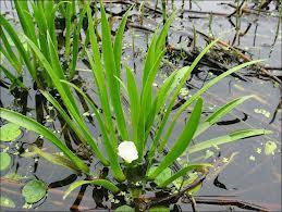 WATCH/PREVENTION SPECIES: Water Soldier (Stratiotes aloides) Native Range/Introduction: Europe and northwest