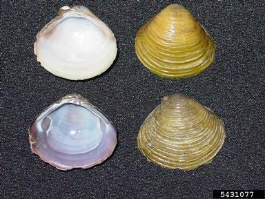 WATCH/PREVENTION SPECIES: Asian Clam (Corbicula fluminea) Native Range/Introduction: Asia/Intentional importation Impacts: - Damages the water systems of electrical/nuclear power plants and