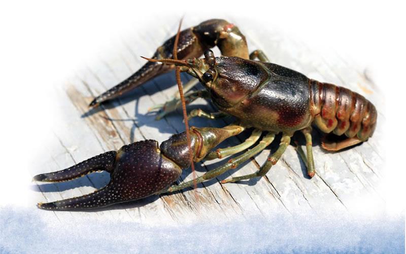 WATCH/PREVENTION SPECIES: Rusty Crayfish (Orconectes rusticus) Native Range/Introduction: This freshwater crayfish is thought to be