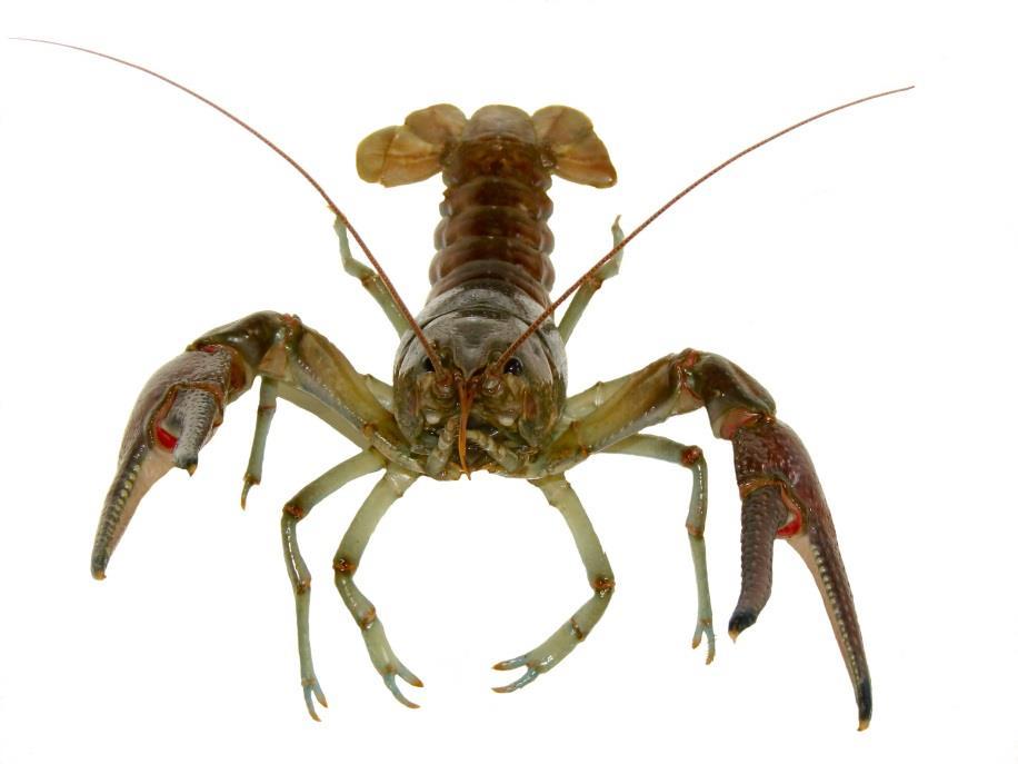 - Displace native crayfish species - Reduce aquatic plant diversity and abundance - Reduces shelter and food for young game fish and