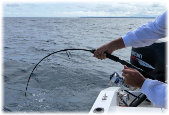 The high gear ratio of the Stella 14 000 XG, allowing 53 inch of line retrieve per crank, is perfect for working poppers and topwater plugs, and its line capacity and drag is sufficient