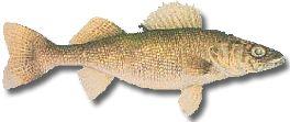 Walleye Length: 12 to 29 inches. Weight: 10 oz. to over 20 pounds. Back is greenish-yellow with a brassy hue. Sides brassy-yellow with dark mottling. Stomach is white.