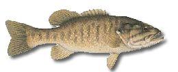Smallmouth Bass Length: 12 to 22 inches. Weight: 8 ounces to 7 pounds. Smallmouth often are bronze to brownish green in color, with dark vertical bars on sides.