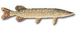 Northern Pike Length: 12 to 47 inches. Weight: 8 ounces to 24 pounds. The northern pike is a very elongated, somewhat laterally compressed fish.