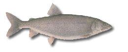 Lake Trout Length: Large fish - 3 to 100 pounds. Lake Trout have a raised tooth crest on the head of the vomer. The tail is forked.