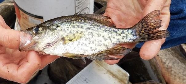 Page 7 of 21 Black Crappie Black crappie are often under-represented in