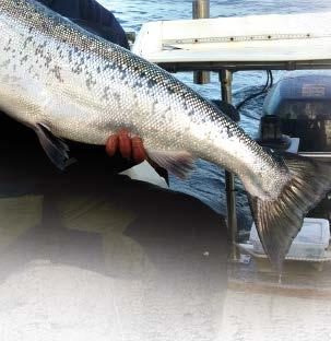 With its circling motions, both generally and around its own axis, it is a true eye-catcher for salmon, etc.
