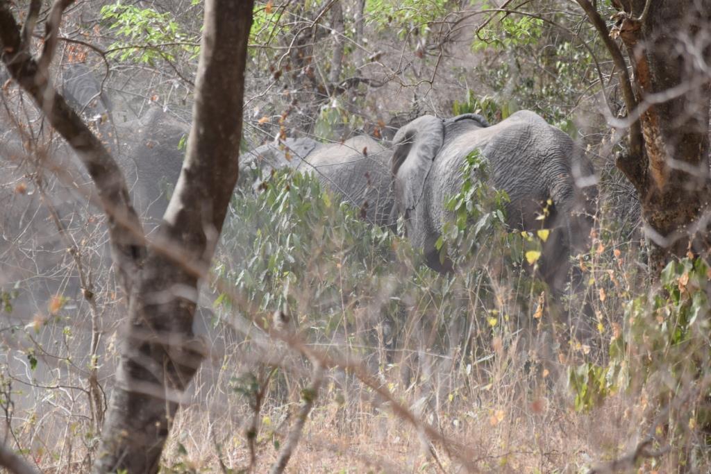 Elephant herd photographed by rangers on patrol, March 2017