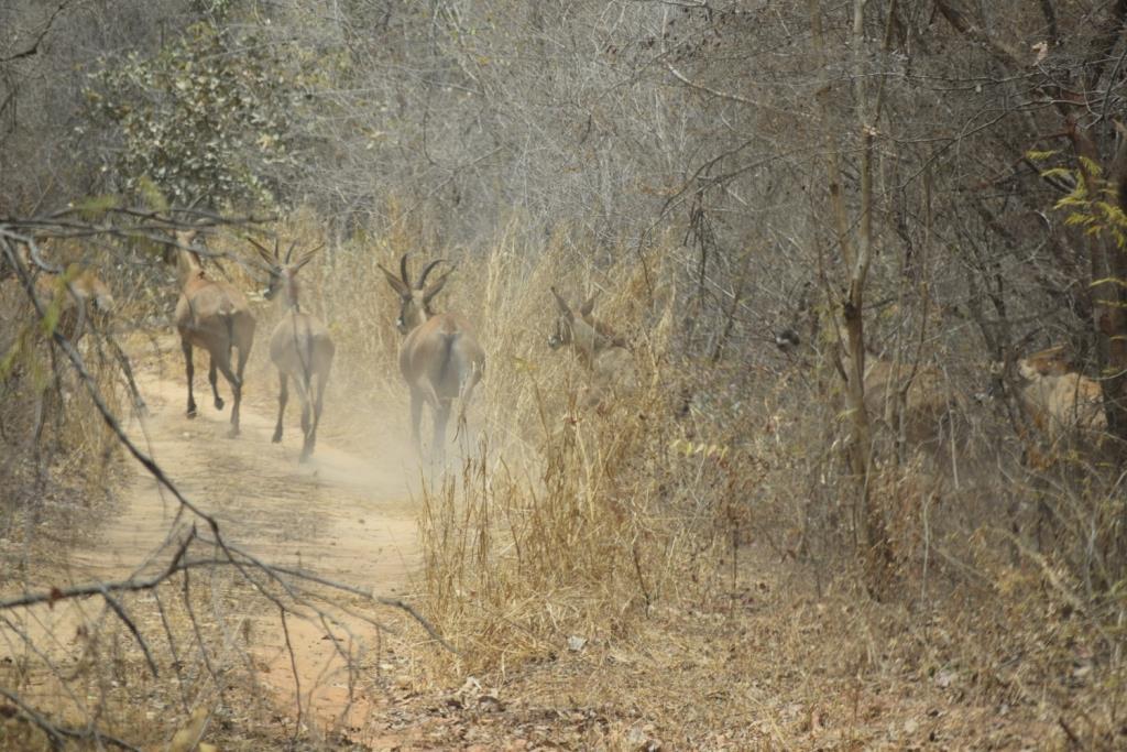 Herd of roan antelope taken