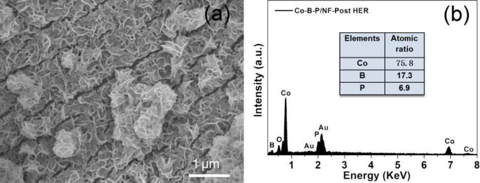 Fig. S0 (a) The SEM image and (b) EDS spectrum and elemental composition (inset) of Co-B-P/NF after the HER measurement at an overpotential of 88 mv for 0 h.